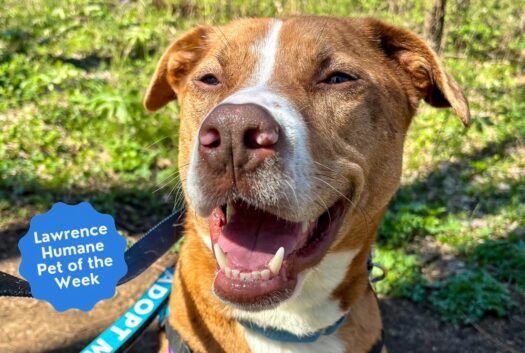  Jasper, life of the party, is ready to settle into your routine